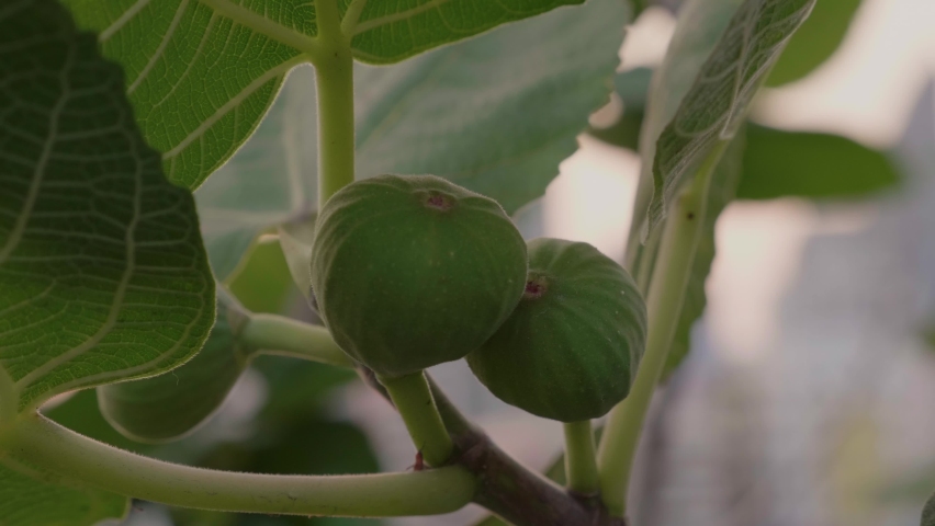Green unripe figs on branch in home backyard garden. Fig tree leaves and fruits. Organic fruits for healthy lifestyle. Close up | Shutterstock HD Video #1095007677