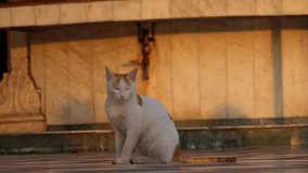 white cat indian videos HD