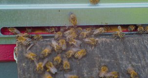 a crowd of bees at the entrance to an old wooden beehive.close-up.