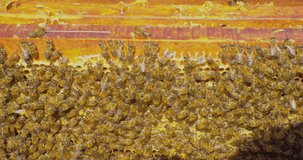beekeeping. A crowd of bees works in a hive on honeycombs. close-up