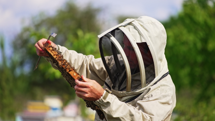 Apiculturist equipped with protective hat holding a frame covered with bees. Beekeeper checking up the frame carefully in the sunlight. Royalty-Free Stock Footage #1095011403