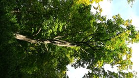 VERTICAL VIDEO, Maple tree (Acer platanoides L.) in autumn in the park