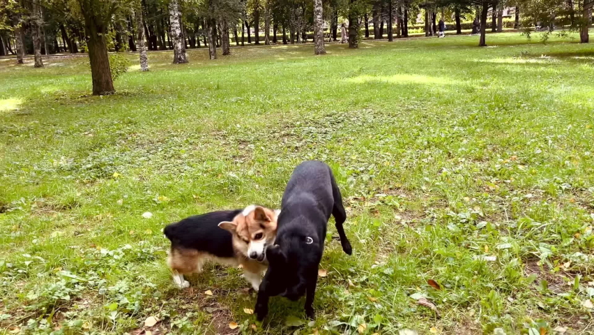 Two dogs play catch-up in a green park on the grass. High quality FullHD footage