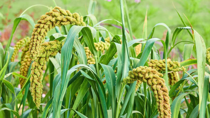 Foxtail millet, scientific name Setaria italica (Panicum italicum), is grass grown for human food. It is bristle-grass, dwarf or giant setaria, green foxtail, Italian, German or Hungarian millet Royalty-Free Stock Footage #1095015647