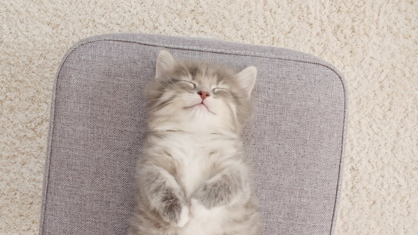 Little Kitten Sleeping. Cat Sleeping on a Chair. Concept of Adorable Cat Pets.