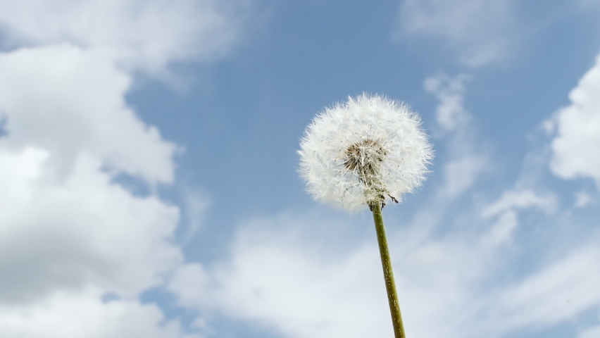 Breeze blows soft white seeds of a dandelion blossom at against the sky. Fluffy dandelion bulb gets swept away by wind. Macro shot Royalty-Free Stock Footage #1095016347