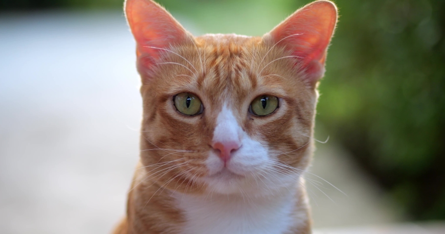 Close-up of friendly feline ginger tabby cat, licking his face and whiskers with tongue, outside in the nature. Wild animal life. Animals theme. Advertising video for promotional clips and web banners