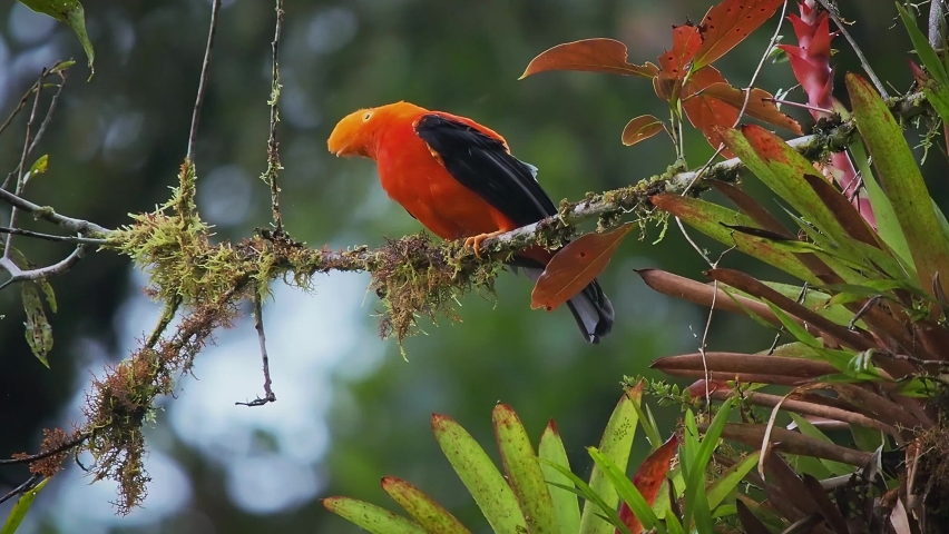 Andean cock-of-the-rock (Rupicola peruvianus) also tunki (Quechua), large red passerine bird of the cotinga family native to Andean cloud forests in South America, national bird of Peru, flying away. Royalty-Free Stock Footage #1095017587
