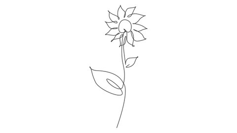 81 Sunflower Line Drawing Stock Video Footage - 4K and HD Video Clips |  Shutterstock