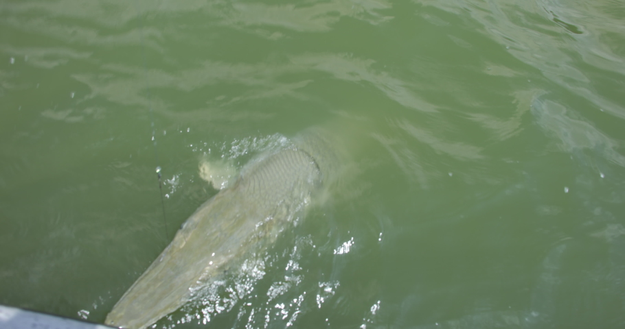 This is a video of a big alligator gar on the line. Shot on a Canon R5C