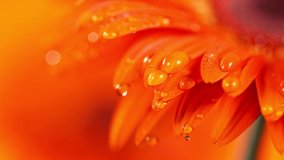 Super slow motion of falling drop of water on orange gerbera blossom. Filmed on high speed cinema camera Phantom VEO 4k, 1000 fps. Macro shot. - Powered by Shutterstock - Get 15% off with code: PIKWIZARD15