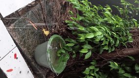 raindrops on the bucket and banyan tree, Vertical video