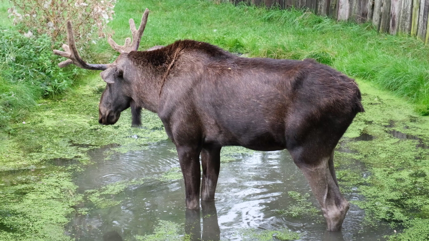 Moose in the natural environment stands in the lake and shakes. Close up video of moose in the forest. 4K resolution.