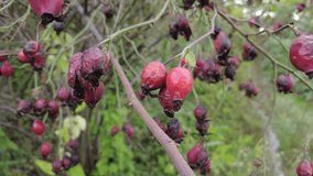 rosehip on a branch. video 4k. rosehip tree and fruity, rosehip gathering, rosehip fruit for herbal treatment, ripe rose hips on a bush in an autumn day, selective focus