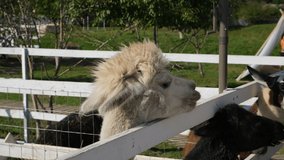 Closeup of an alpaca on a farm on a clear sunny day.