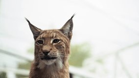 Closeup of Face Head of American Bobcat or Wild Cat Looking Around. Young Lynx in morning rays. 4K high quality raw footage