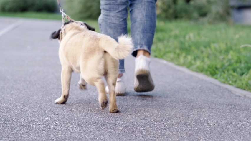 Back view of funny walk Pug puppy walking with owner, cute pug dog runs along the road at summer in park, pug owner leads puppy on leash down the street. Royalty-Free Stock Footage #1095042927