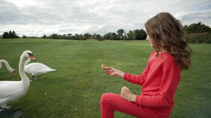 A cheerful girl feeds a swan in the park. A child takes care of wild animals in the park. Lifestyle video happiness. High quality 4k footage