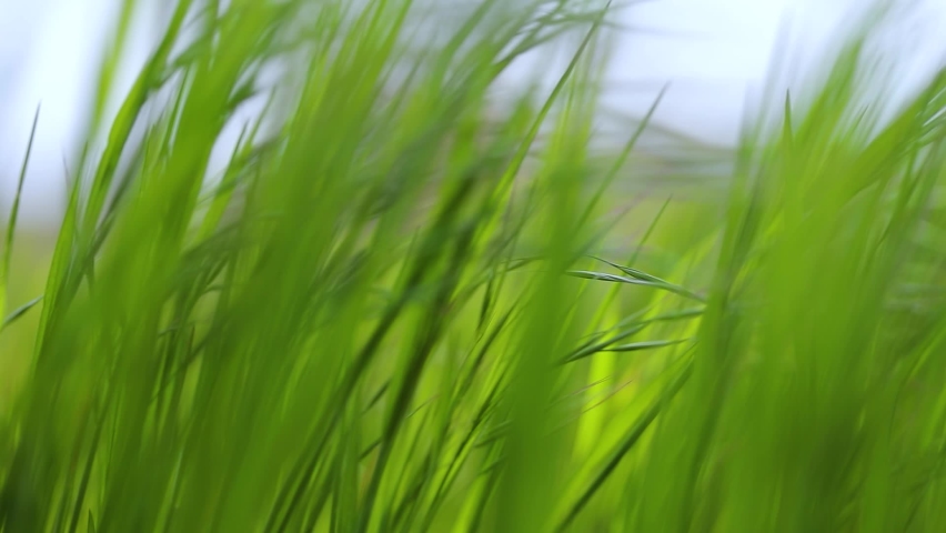 Tall green grass moving in the wind, slow motion from 120 fps footage Royalty-Free Stock Footage #1095048919