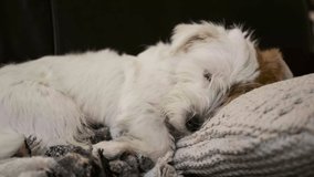 Close up view of Cute jack russell dog sleeping and relaxing on blanket. 