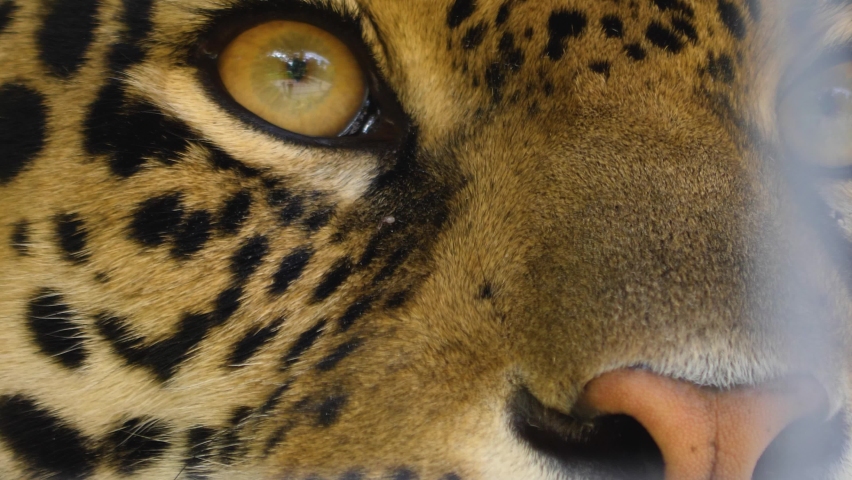 Close up of jaguar head looking around | Shutterstock HD Video #1095056169