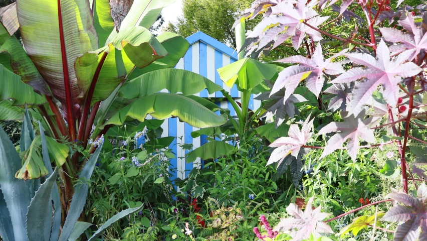 exotic vegetation in front of a beach cabin , aloe vera , banana tree