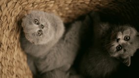 Close-up of small gray kittens of the British breed looking at the camera while sitting in a wicker basket
