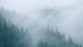 Timelapse rainy weather mountains misty fog forest tree wood pine - Powered by Shutterstock - Get 15% off with code: PIKWIZARD15