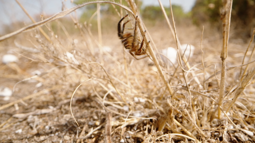 A striped spider looks at me and jumps on the dried grass in the desert. Macro.