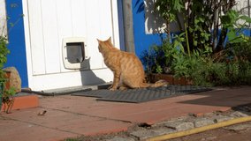 Golden Orange Tiger Cat waiting outside cat door to enter Funny Cat Videos