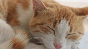 Sleeping orange cat closeup footage.