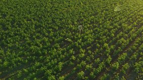 green agricultural field at sunset aerial view. man farmer walking inspecting potato crops in the countryside in Europe, dynamic video. agriculture industry, food production, potato plantation