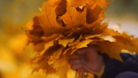 Blurred autumn video girl gathering yellow Orange Marple leaves and making Bouquet. Autumn Forest or Park.