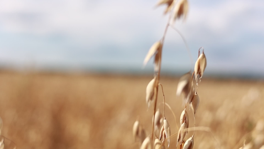 Close-up of ripe golden ears rye, oat or wheat swaying in the light wind on sky background in field. The concept of agriculture. The wheat field is ready for harvesting. The world food crisis Royalty-Free Stock Footage #1095076605