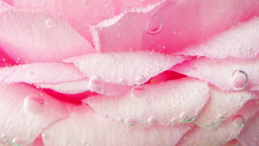 Pink petals in the water. Stock footage.Flowers in the water that envelop the bubbles and rise to the top. Royalty-Free Stock Footage #1095077507