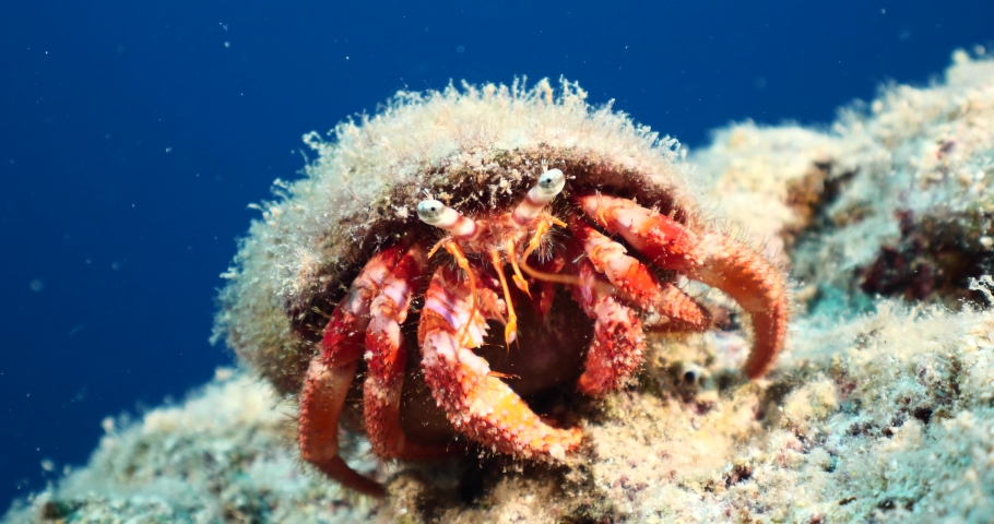 hermit crab underwater close up sea bottom underwater scenery Royalty-Free Stock Footage #1095098823