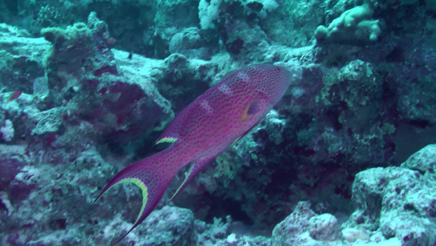 The brightly colored Lyretail Grouper (Variola louti) swims along the coral wall, medium shot. Royalty-Free Stock Footage #1095098917