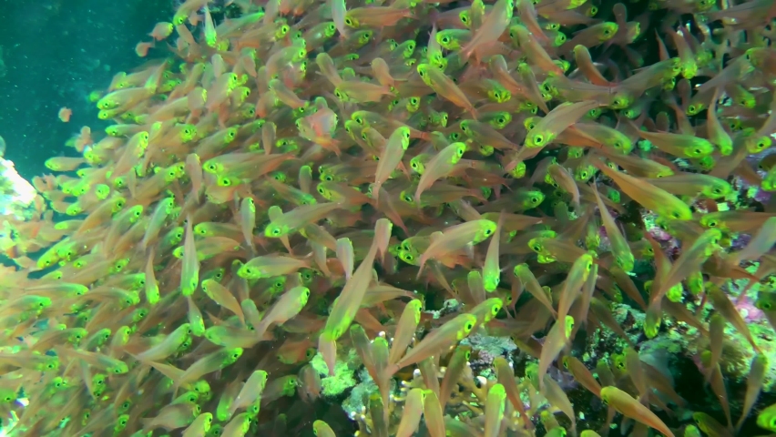 Fish in huge aggregations of Pigmy sweeper (Parapriacanthus ransonneti) are in continuous motion like a water stream, close-up. Royalty-Free Stock Footage #1095098925