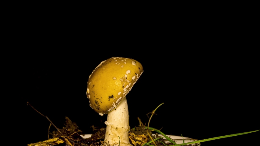 deadly poisonous Mushroom, Scientific name:Amanita pantherina growing on black background. Timelapse Royalty-Free Stock Footage #1095103203