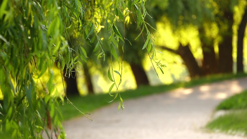 Green branches of willow are illuminated by sun. Mosquitoes flies. People walk and ride bicycle in summer green city park.