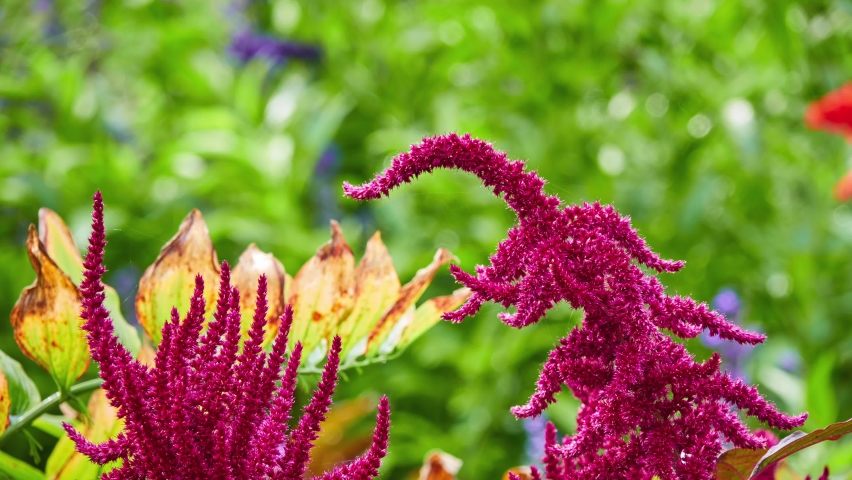 Amaranthus caudatus is annual flowering plant. It goes by common names such as love-lies-bleeding, pendant amaranth, tassel flower, velvet flower, foxtail amaranth, and quilete. Royalty-Free Stock Footage #1095110089