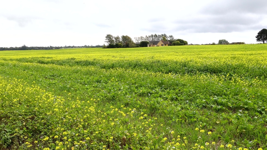 Lolland, Denmark Green fields with potato flowers in the autumn. 
