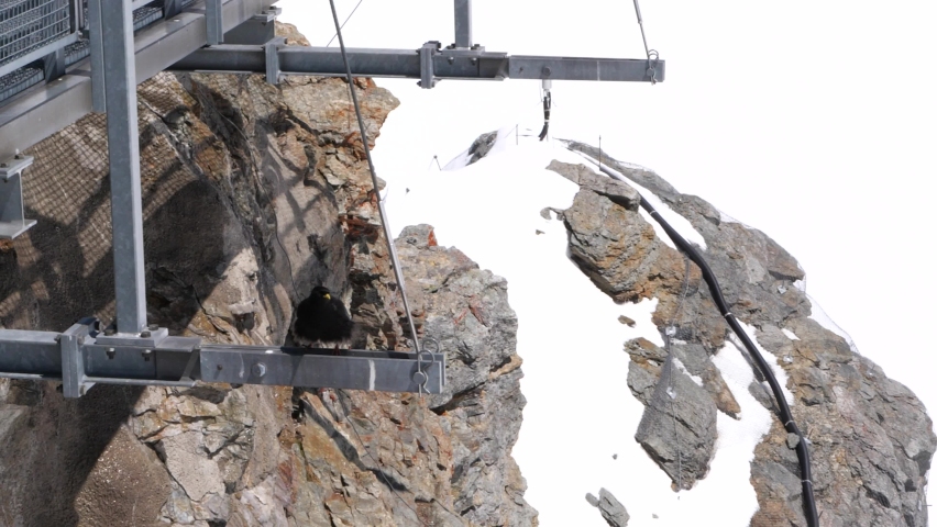 Alpine choughs birds in super slow motion