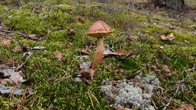 Beautiful edible mushroom grows in a forest with green moss and grass in the background