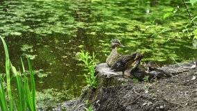 Wild duck and ducklings on the shore of the lake in the summer. Video static camera.