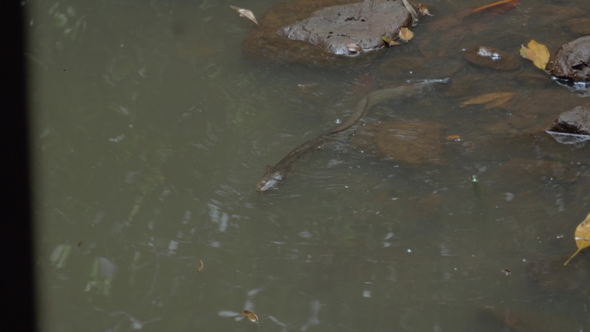 Swamp Eel Swimming On Freshwater Creek In Tropical Forest. High Angle Shot