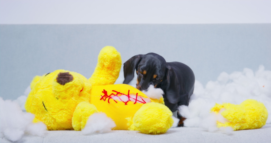 The owner tried to sew up the torn toy bear, but mischievous dachshund puppy found it and now spoils it even more, gnawing filler out of it and scattering it around, front view Royalty-Free Stock Footage #1095118857