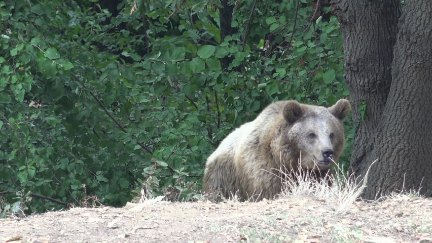 Real wild brown bear roaming free in the forest in nature.Ursus arctos is a large bear species found across Eurasia and North America.Grizzly Alaskan Kodiak Carnivora Marsican Eurasian brown bear.