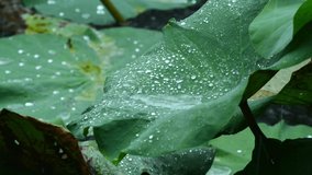 Lotus leaf floating above water on a rainy day in the pond. Rain water drop on nature fresh green lotus leaf - Powered by Shutterstock - Get 15% off with code: PIKWIZARD15
