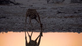 Giraffe drinking water at sunset at Okaukuejo camp waterhole in the Etosha National Park in Namibia in Africa. - Powered by Shutterstock - Get 15% off with code: PIKWIZARD15